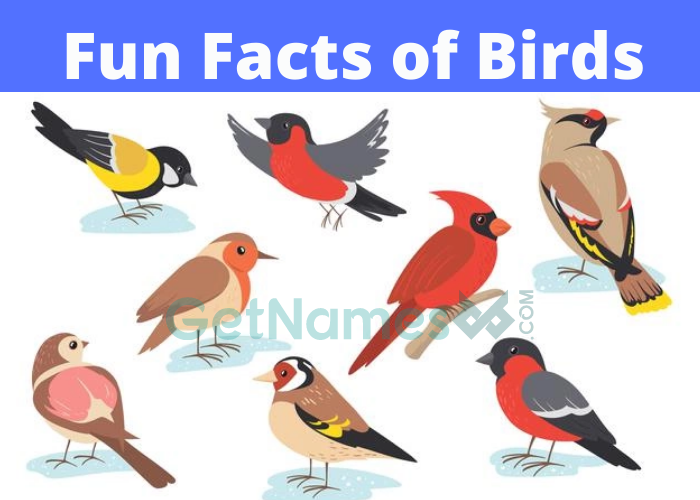 Fun Facts of Birds